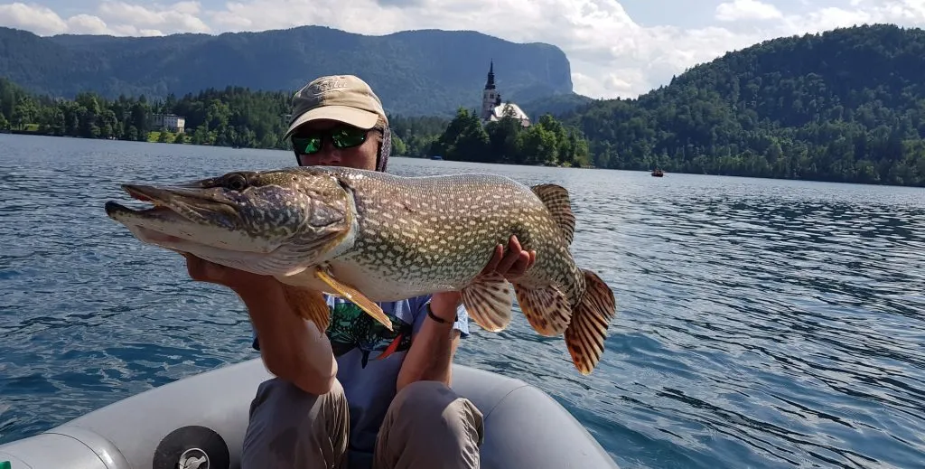 fisher caught pike at lake bled